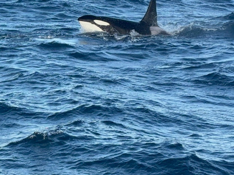Laki Tours Whale Watching - Olafsvik-Olafsvik必去景点