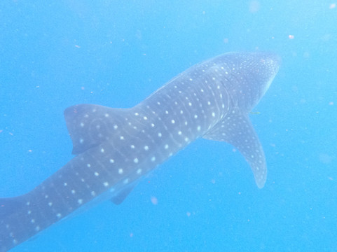 Tofo Scuba-托佛必去景点