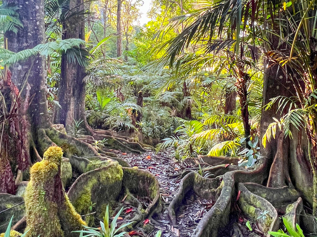 Kona Cloud Forest Sanctuary-凯鲁瓦-柯纳必去景点