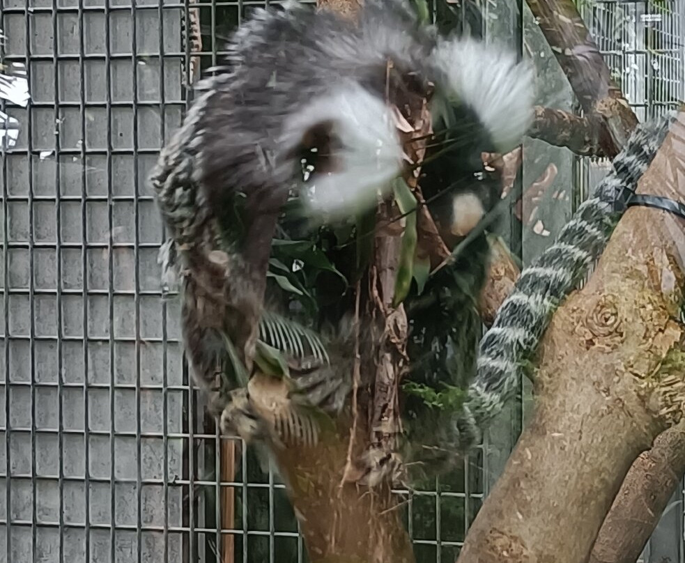 Tiergarten Ulm-乌尔姆必去景点