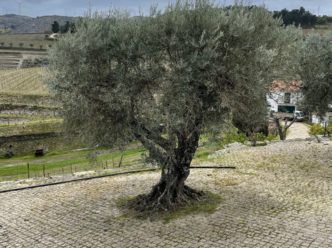 Quinta da Padrela-Tabuaco必去景点