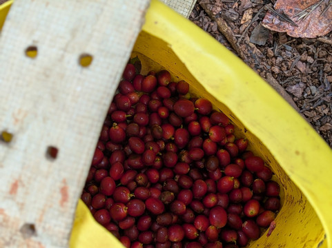 Spirit Mountain-Jarabacoa必去景点
