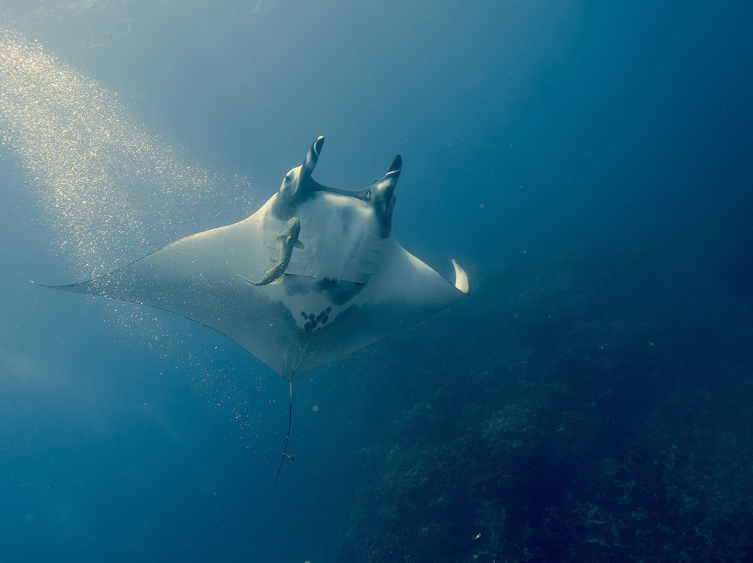 Costa Rica Dive and Surf-乌维塔必去景点