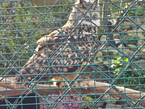 The Owls Trust-兰迪德诺必去景点