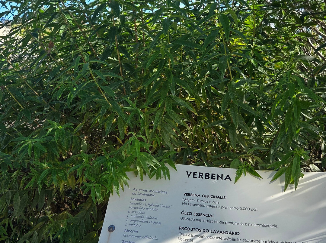 Lavandario-Cunha必去景点