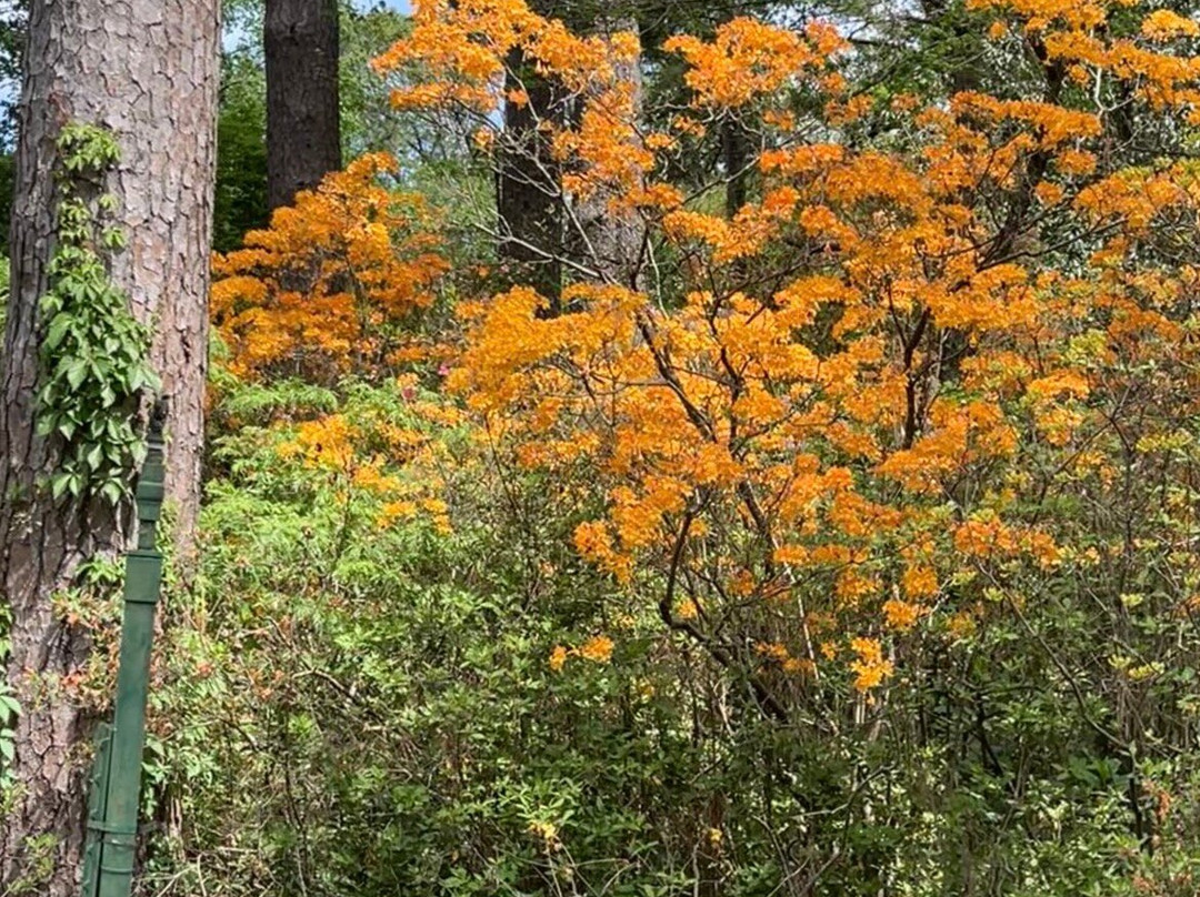 Ruby M. Mize Azalea Garden-Nacogdoches必去景点