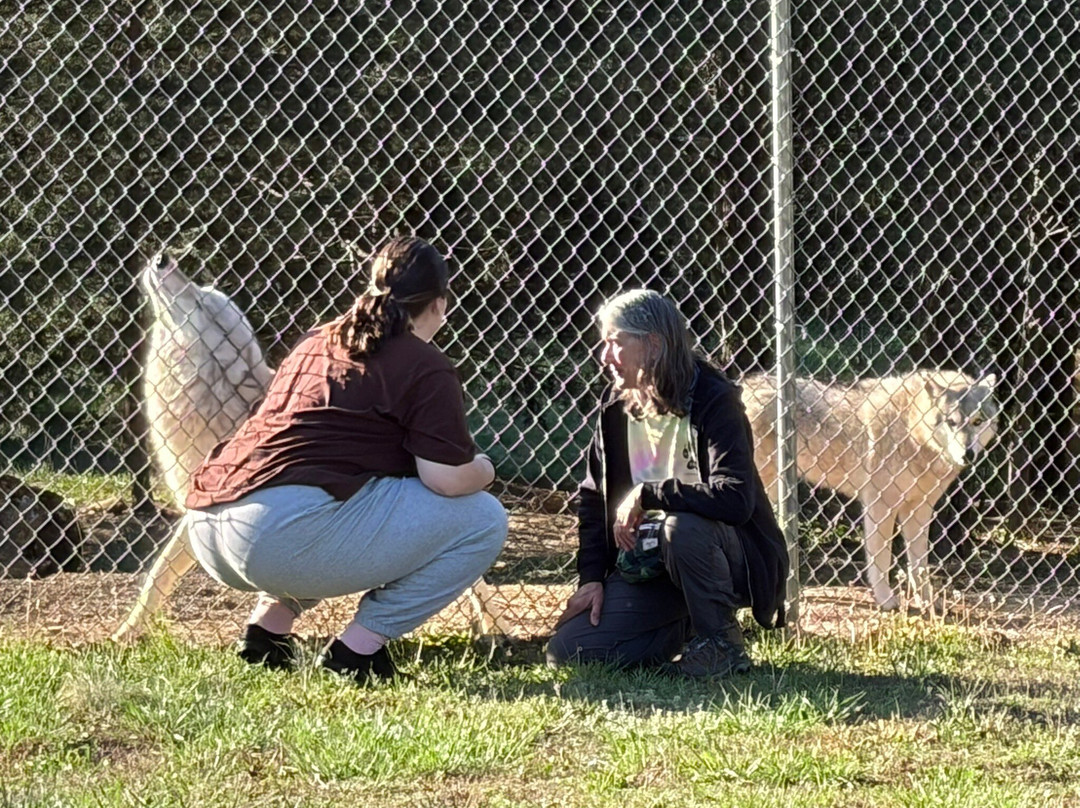 Wolf Paws Positive Awareness Wolfdog Sanctuary-Dandridge必去景点