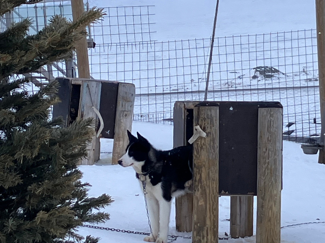 Green Dog Svalbard-朗伊尔城必去景点