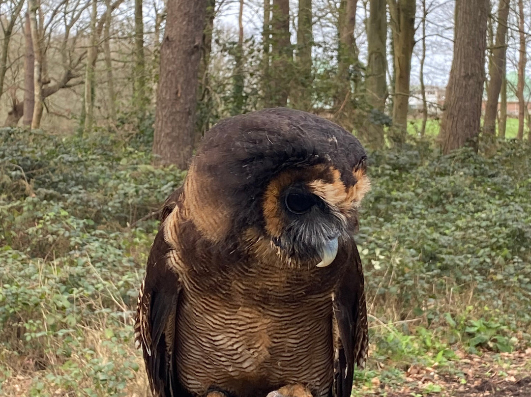 East Sussex Falconry-Herstmonceux必去景点