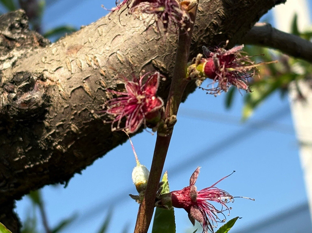 Azienda Agricola Fugolo Gianluca-Pescantina必去景点