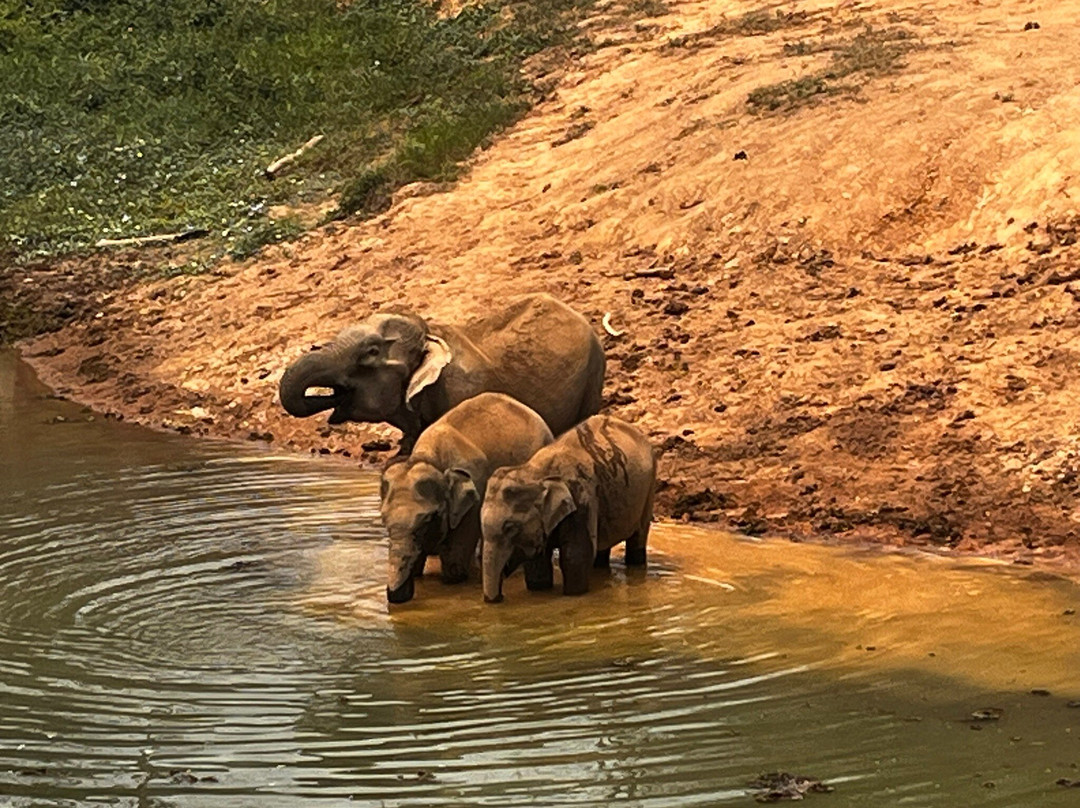 Elephant Conservation Center-Sayaboury必去景点