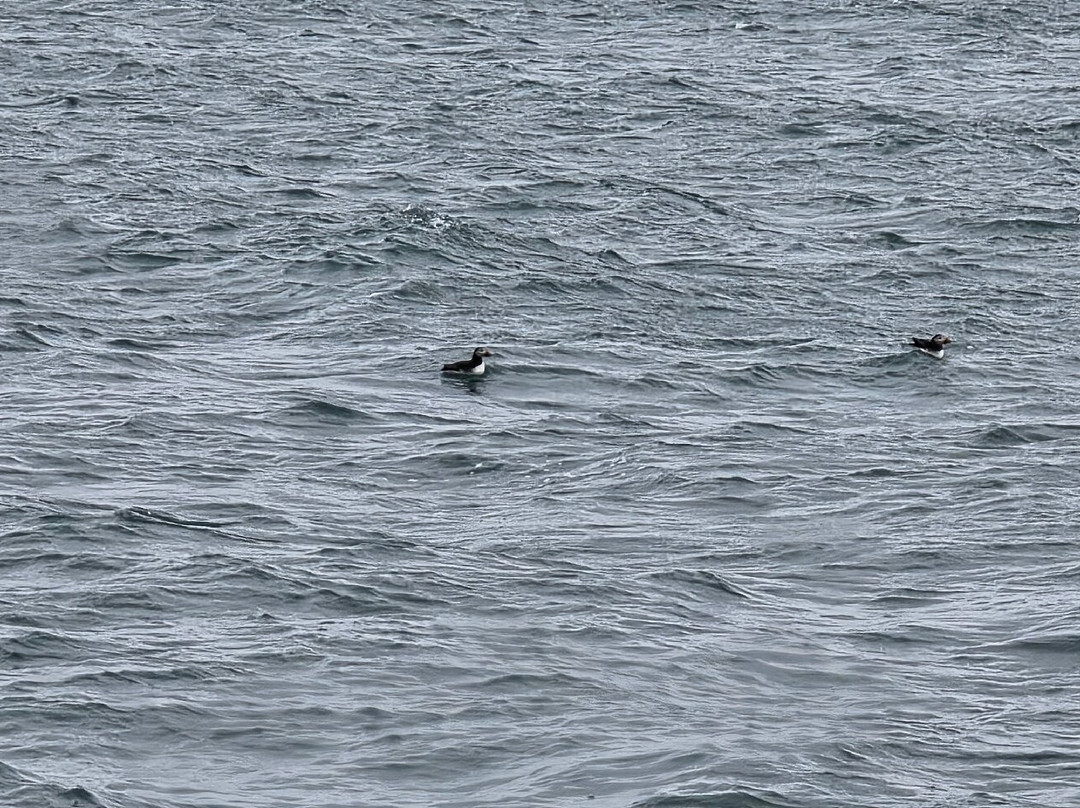 Pembrokeshire Islands Boat Trips-Marloes必去景点