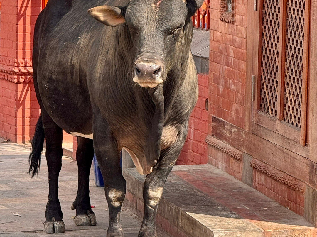 Pashupati Market-Pashupatinagar必去景点