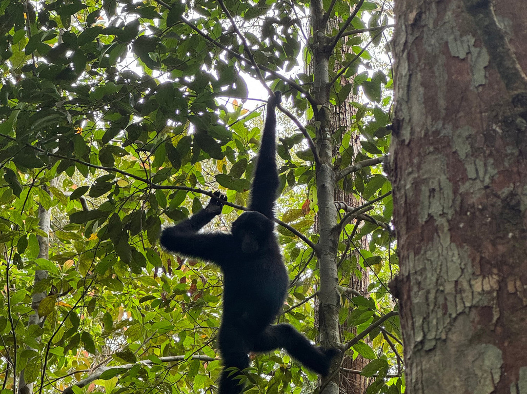 Bukit Lawang Jungle Trekking-武吉拉旺必去景点