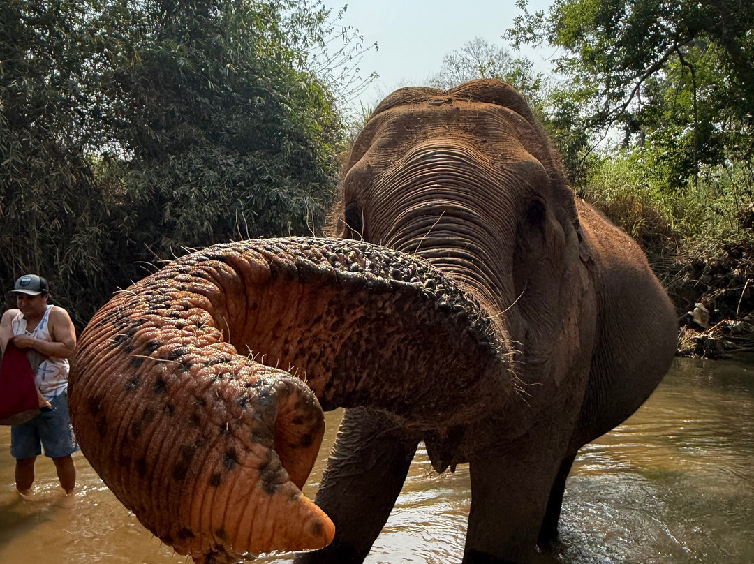 Elephant Sanctuary Care Park-清迈必去景点