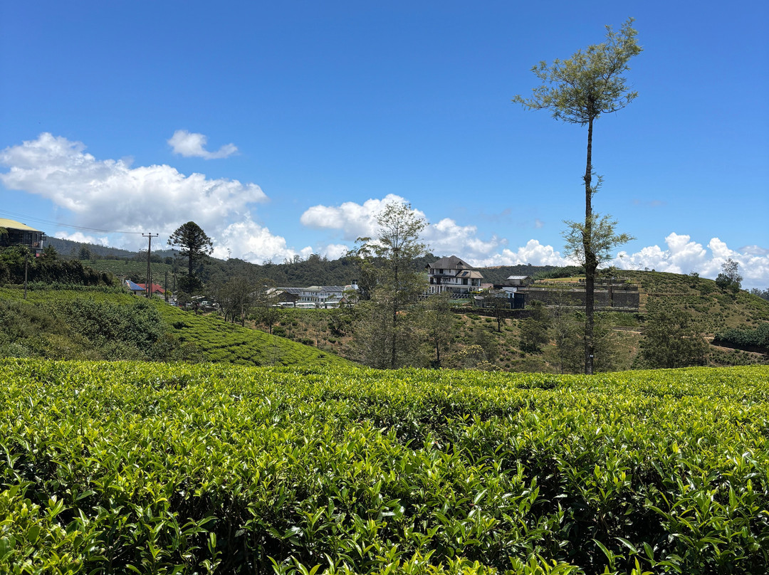Indunil tours Sri Lanka-Deniyaya必去景点