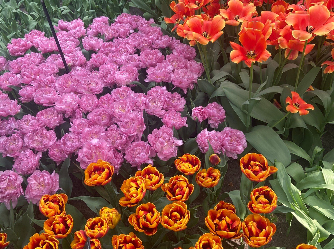 库肯霍夫-利塞必去景点