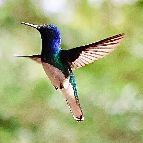 Costa Rica Focus-圣何塞必去景点