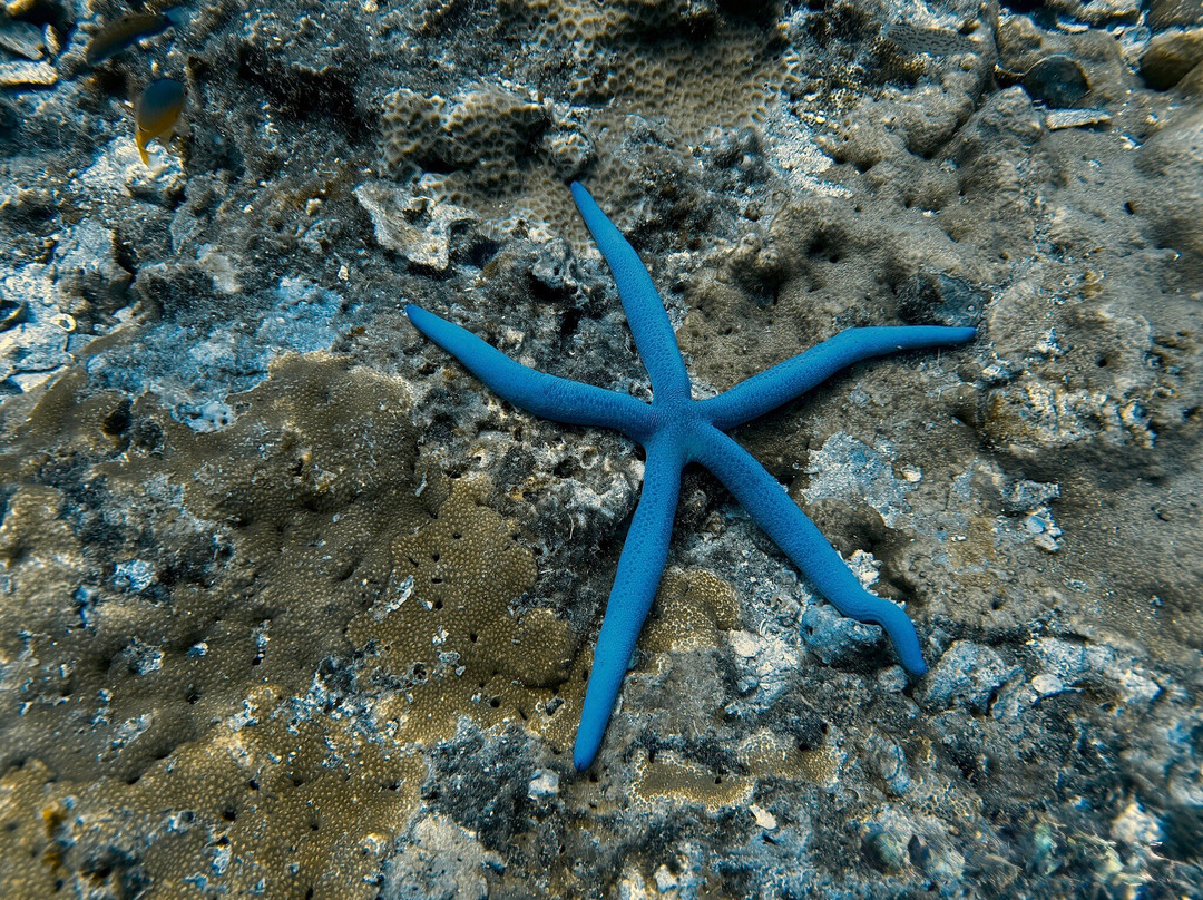 Sea Bees Diving Khao Lak - Day Tours-拉克山必去景点