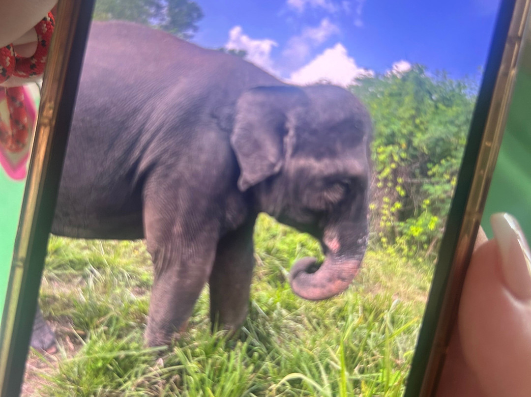 The Lake Phuket Elephant Home-Thep Krasatti必去景点