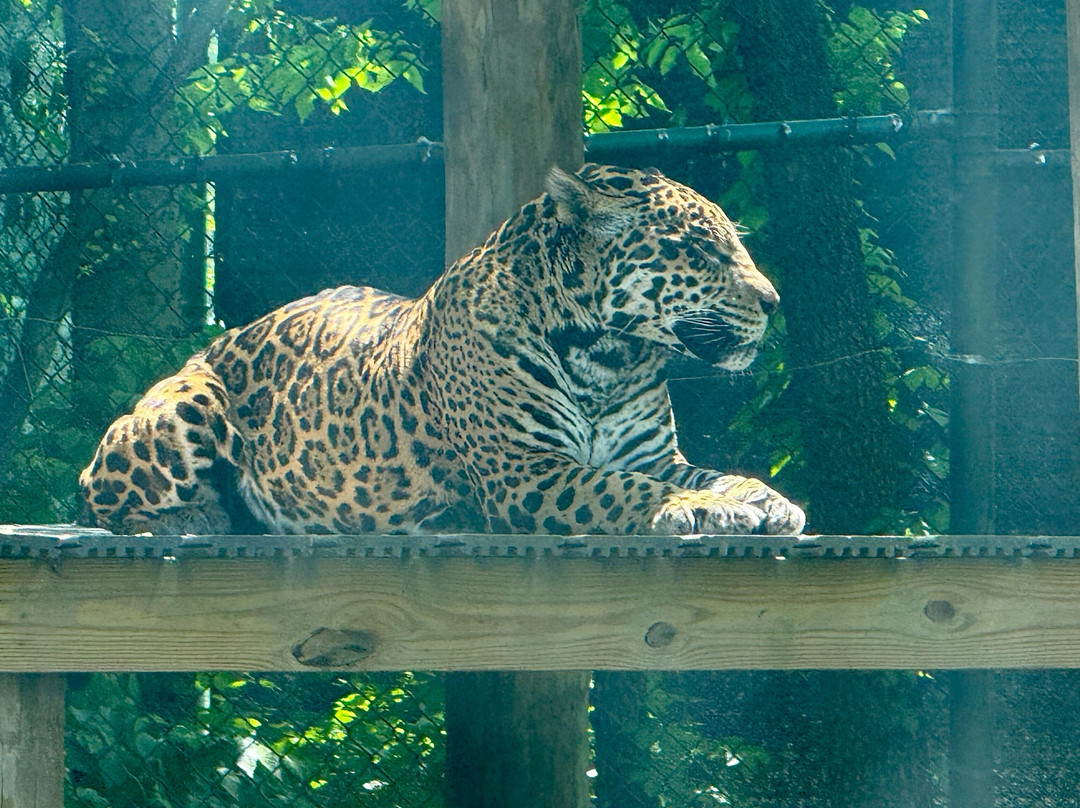 Chattanooga Zoo-查塔努加必去景点