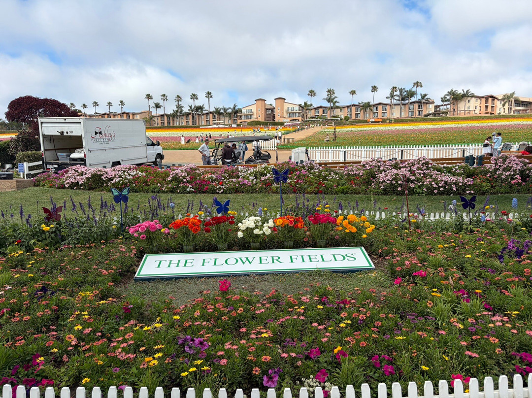 The Flower Fields at Carlsbad Ranch-卡尔斯巴德必去景点