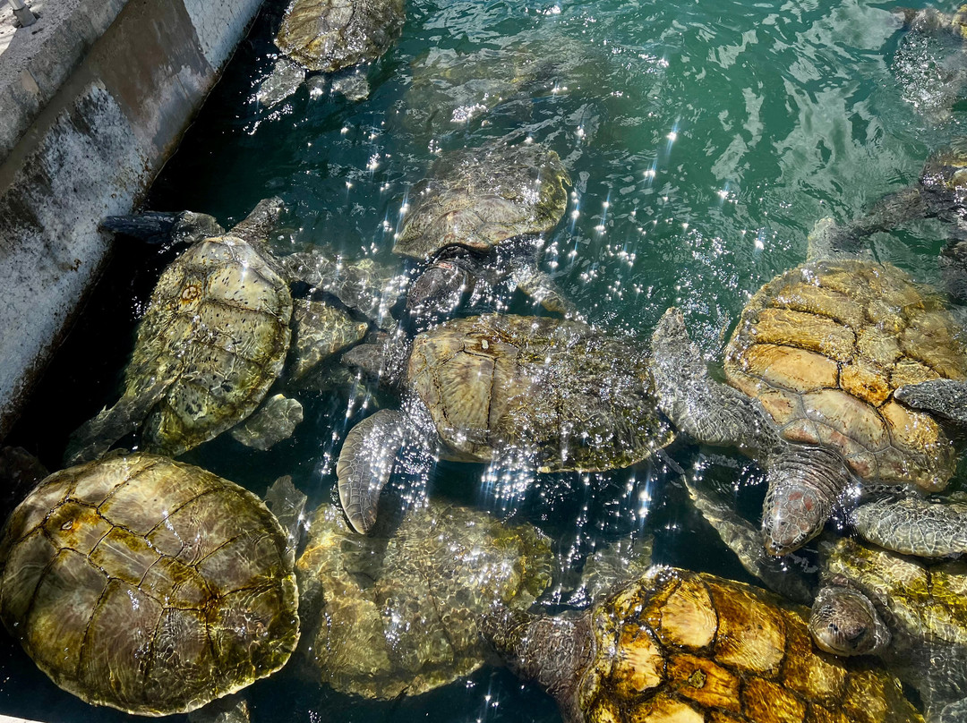Cayman Turtle Centre: Island Wildlife Encounter-西湾必去景点