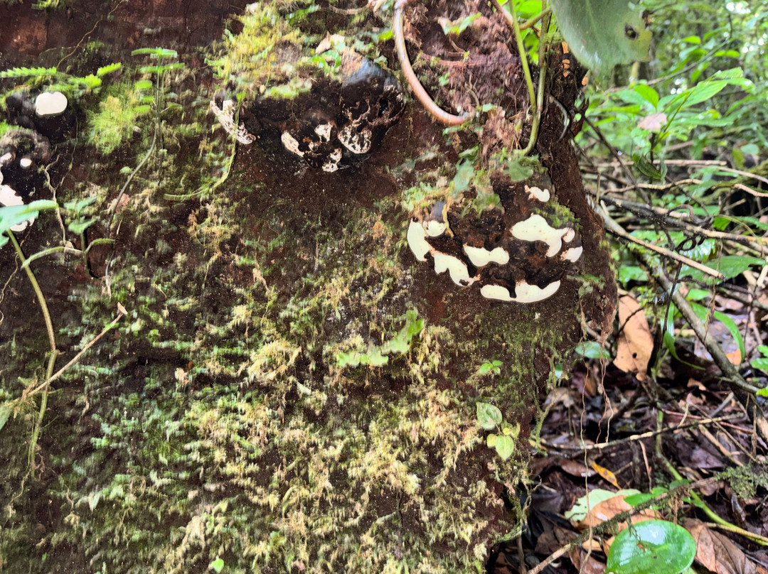 Monteverde Experts-Los Tornos必去景点