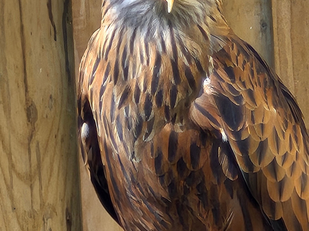 Gauntlet Birds Of Prey-纳茨福德必去景点