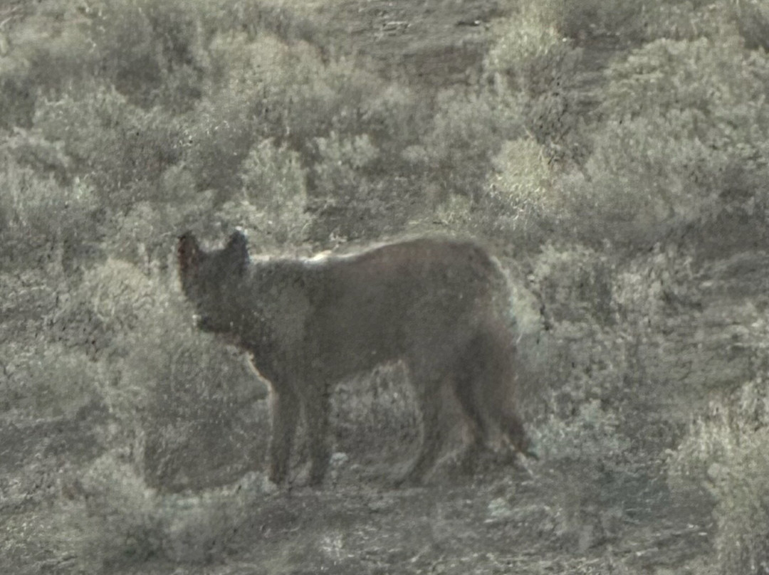 Yellowstone Wolf Tracker-加德纳必去景点