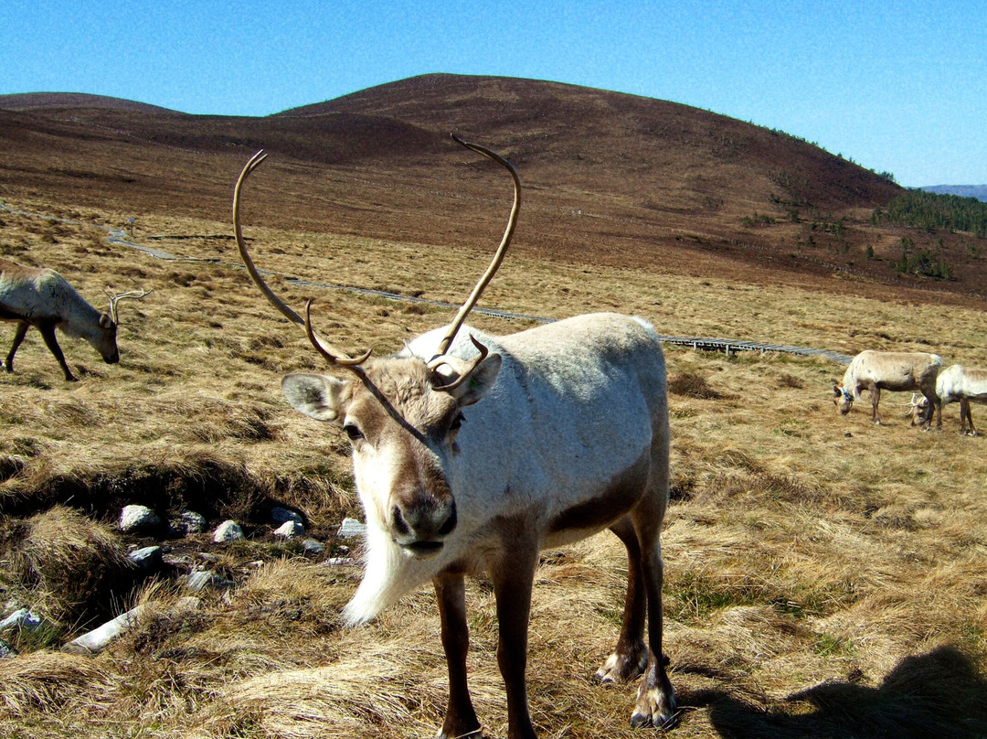 Cairngorm Reindeer Herd-Glenmore必去景点