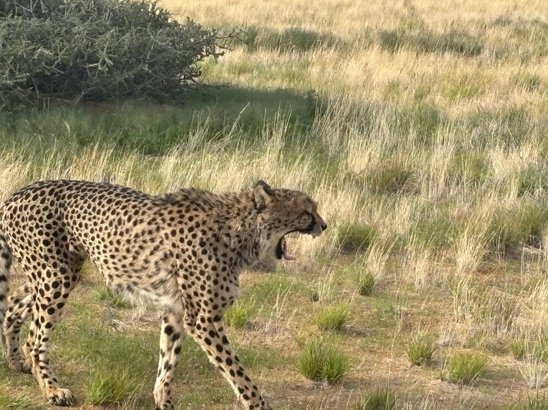 African Overland Tours-开普敦中心区必去景点