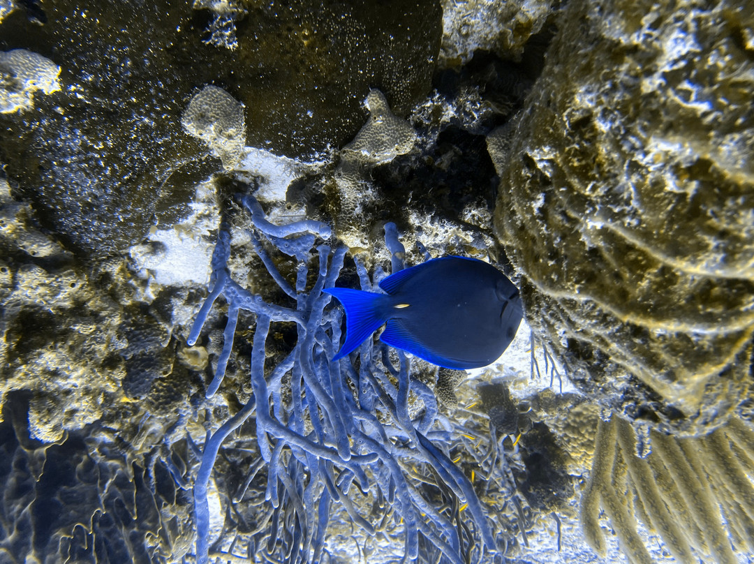 Scuba Life Cozumel-San Miguel de Cozumel必去景点