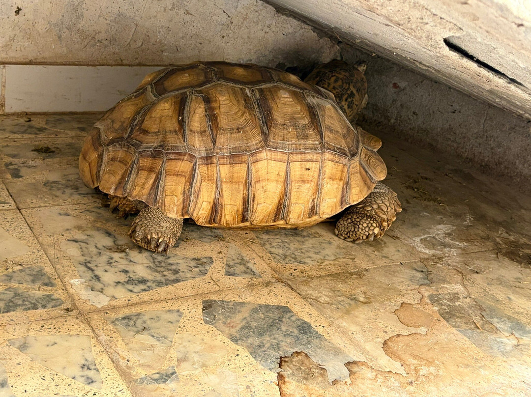 ACE - Animal Care in Egypt-卢克索必去景点