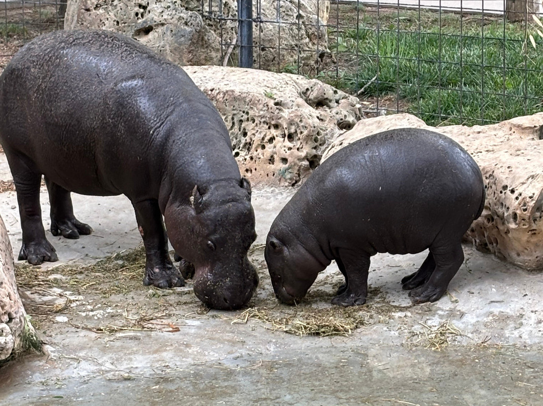 Tanganyika Wildlife Park-Goddard必去景点