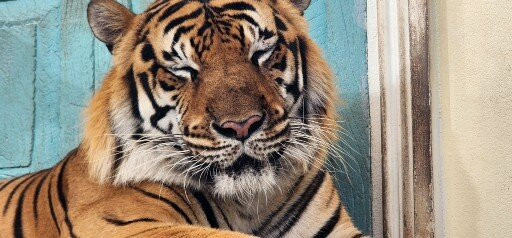 Tiger Kingdom Phuket-卡图必去景点