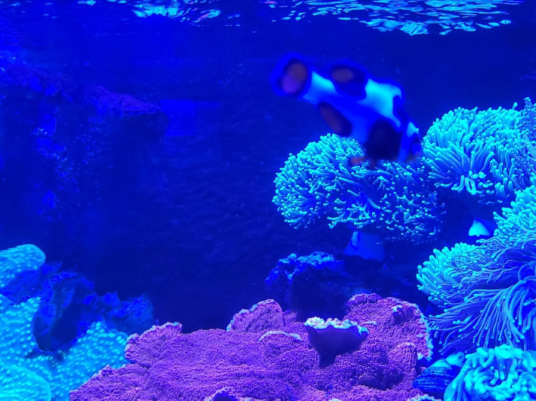 AquaRio-里约热内卢必去景点