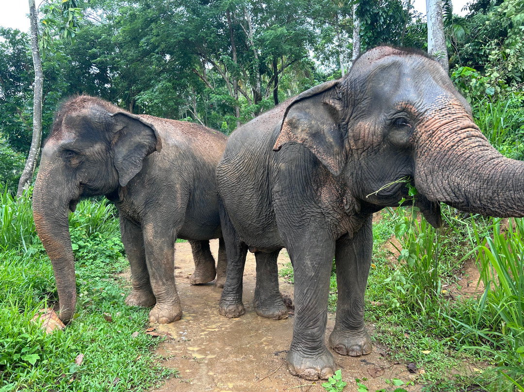 Elephant Freedom Project-凯格勒 必去景点