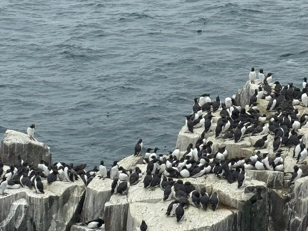 Serenity Farne Island Boat Tours-Seahouses必去景点