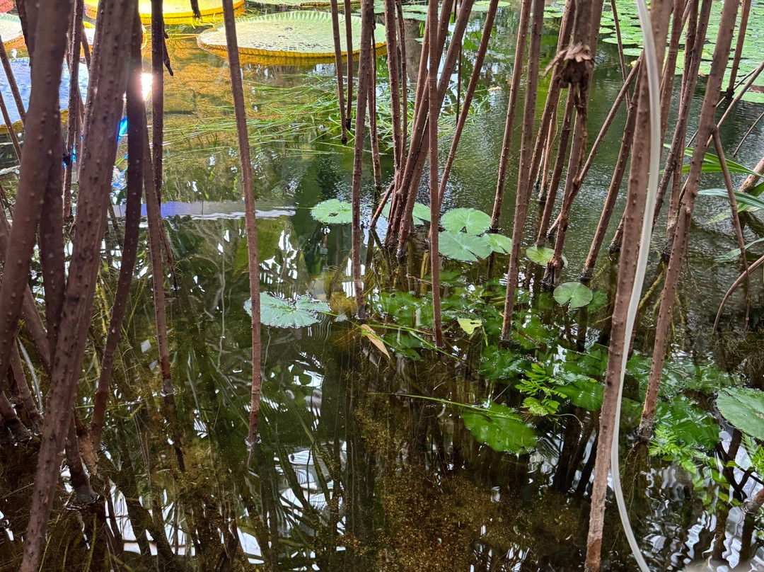 Palmiarnia Poznanska (Palmenhaus Poznan)-波兹南必去景点