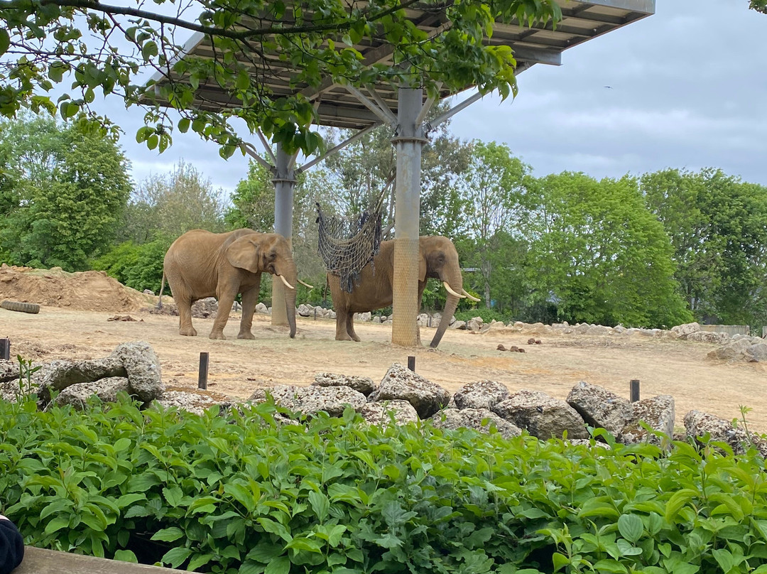 Colchester Zoo-科尔切斯特必去景点
