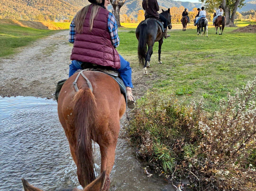Bogong Horseback Adventures-Tawonga必去景点