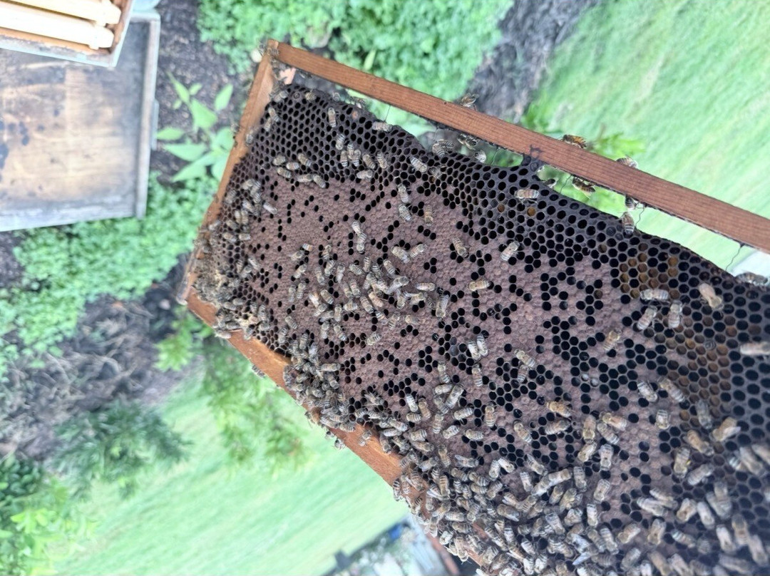Beeweaver Honey Farm-Navasota必去景点