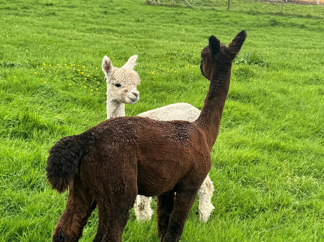 North Coast Alpacas-科尔雷恩必去景点