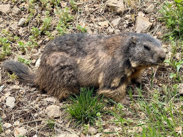Alpine Wildlife Park Interlaken-因特拉肯必去景点