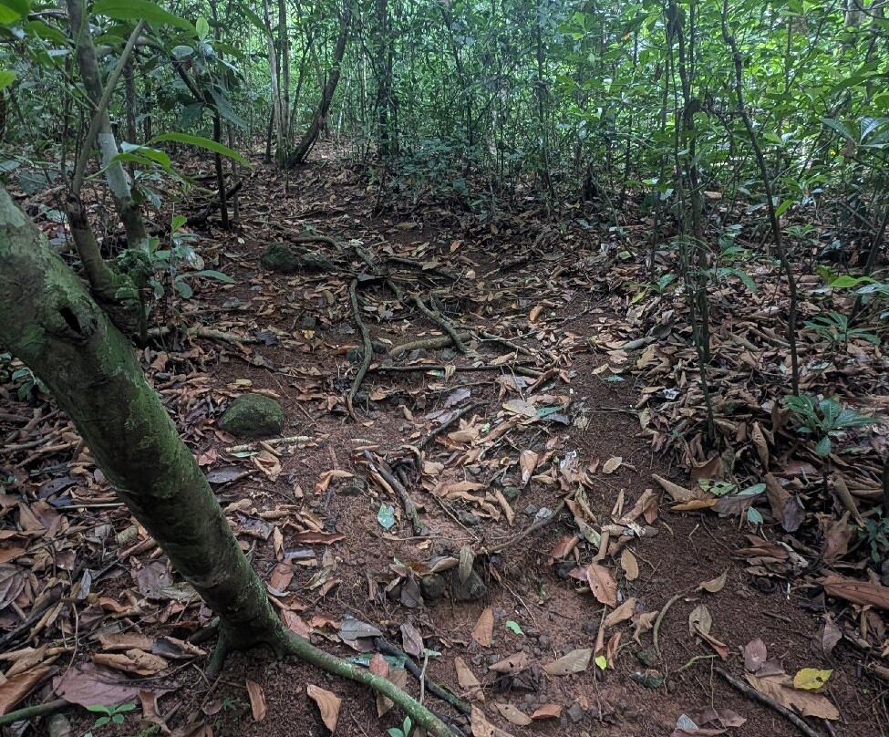 Oro Verde Biological Reserve-乌维塔必去景点