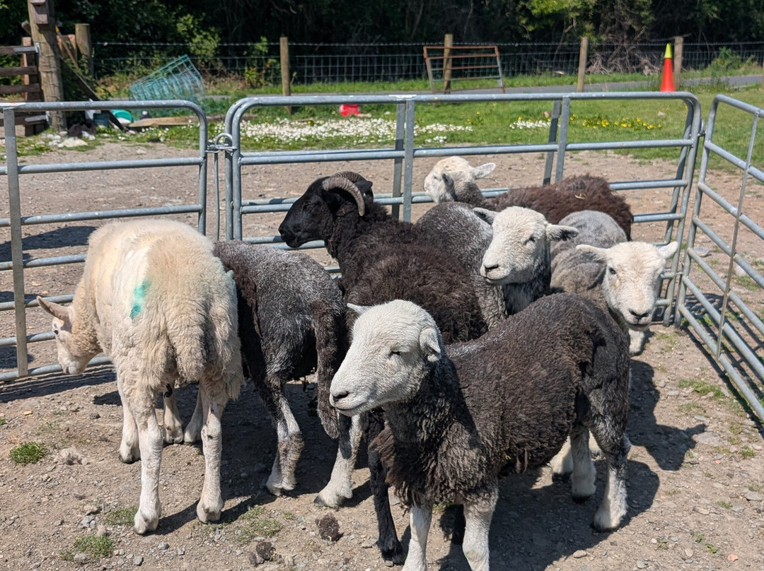 Sheep Smarts-Rathdrum必去景点