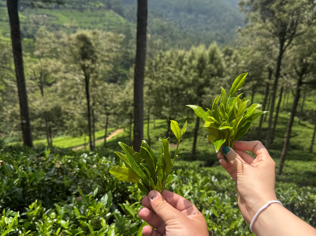 Rejal Tours Sri Lanka-Dankotuwa必去景点
