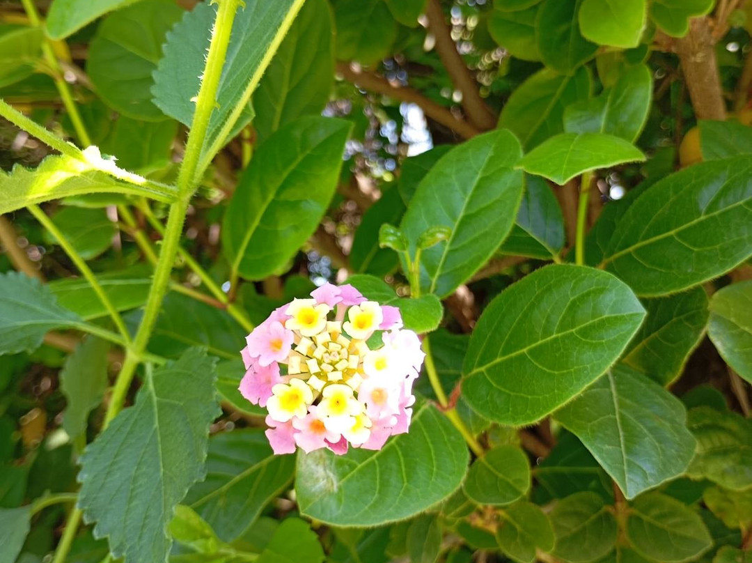 Botanical Garden Diomedes-查德利必去景点