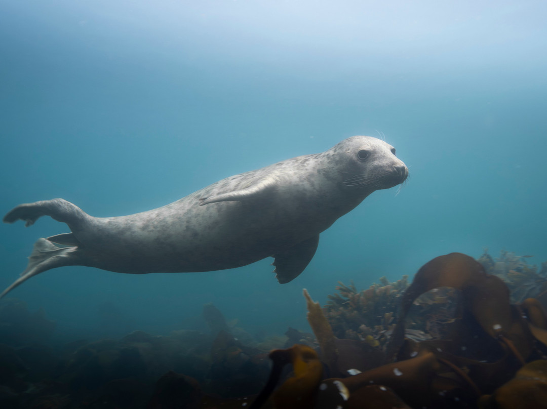 SkyeXplorer Boat Trips Puffins & Whales)